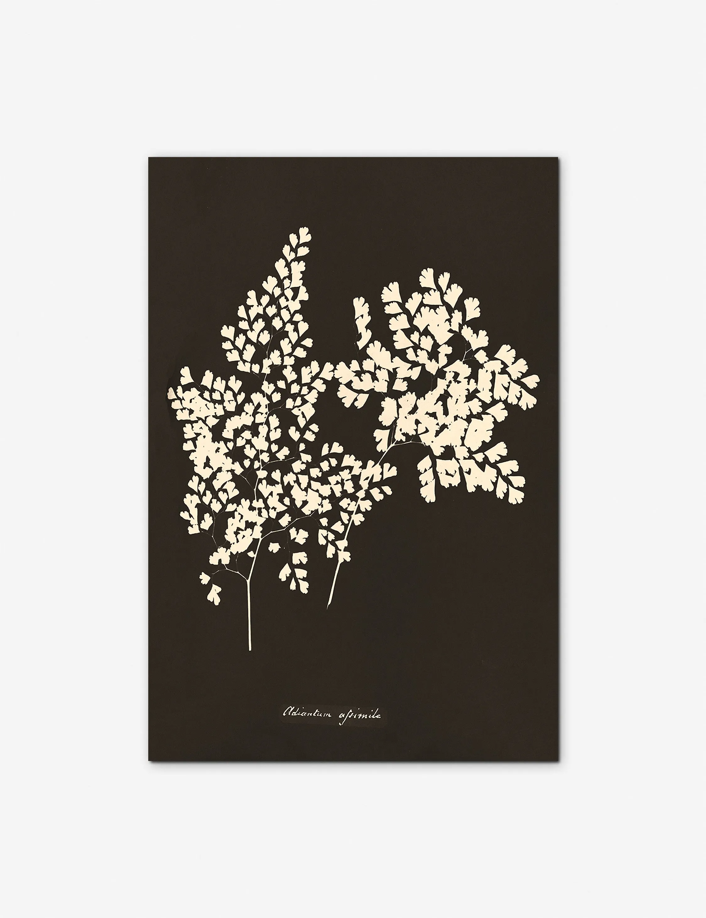 Adiantum Cuneatum Print by Anna Atkins Lulu and Georgia