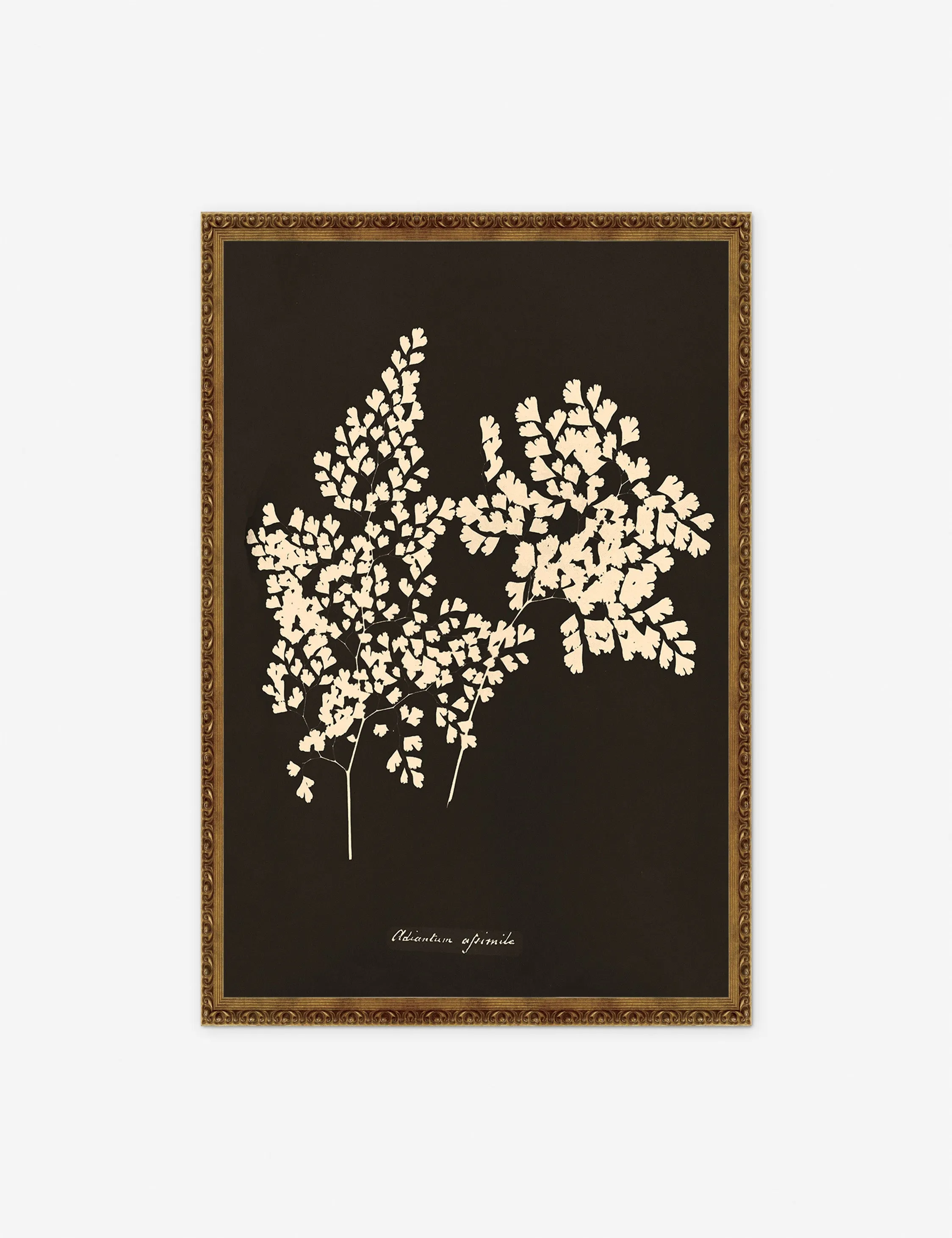 Adiantum Cuneatum Print by Anna Atkins Lulu and Georgia