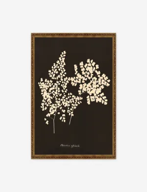 Adiantum Cuneatum Print by Anna Atkins Lulu and Georgia