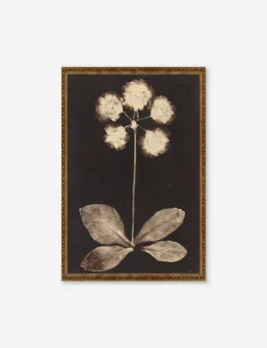 Botanical Photogram Print Lulu and Georgia