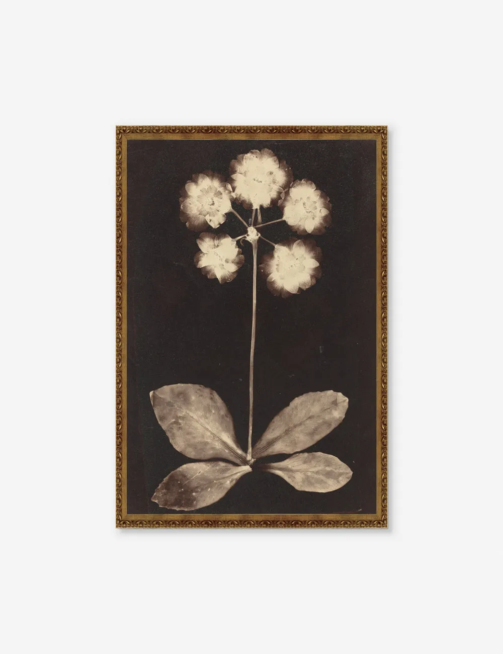 Botanical Photogram Print Lulu and Georgia