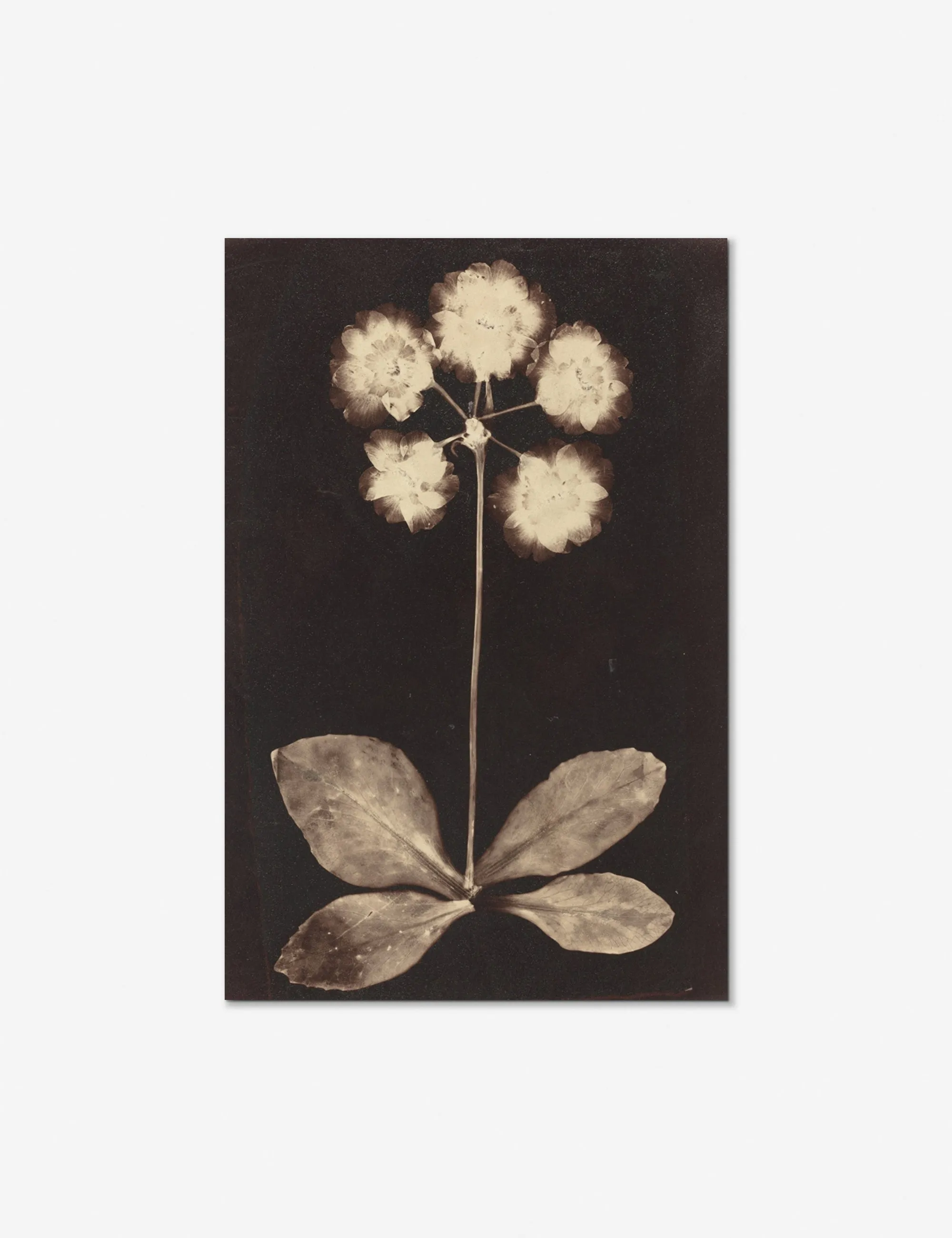 Botanical Photogram Print Lulu and Georgia