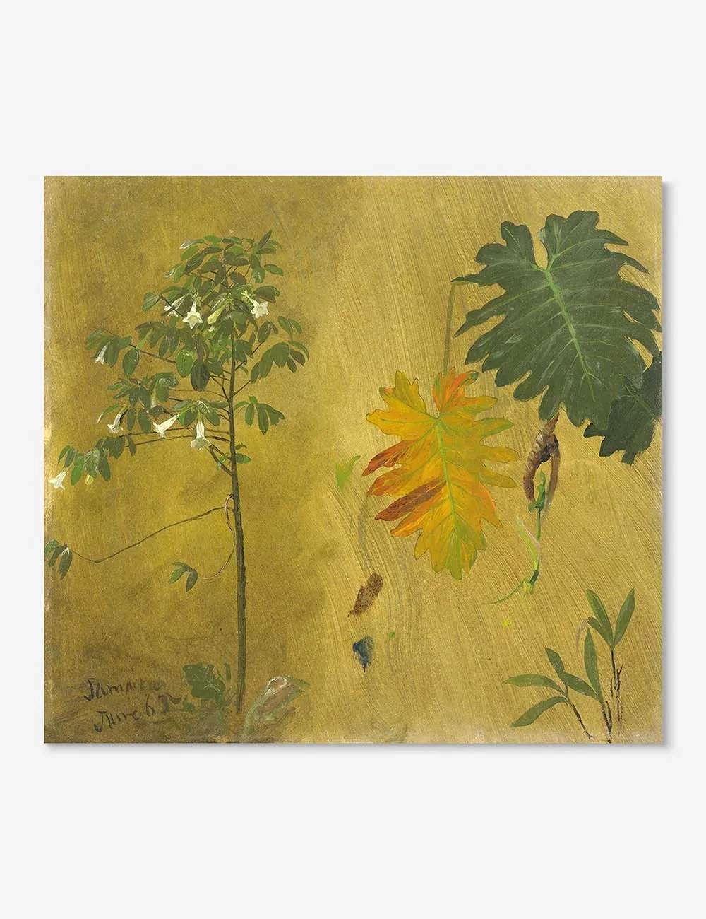 Botanical Study, Jamaica Print by Frederic Edwin Church Lulu and Georgia