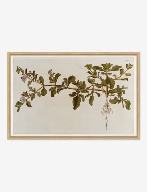 Flowering Plants I Wall Art by Franz Anton Von Scheidl Lulu and Georgia