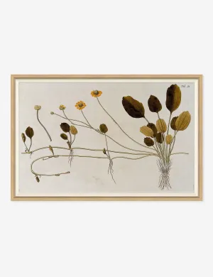 Flowering Plants II Wall Art by Franz Anton Von Scheidl Lulu and Georgia