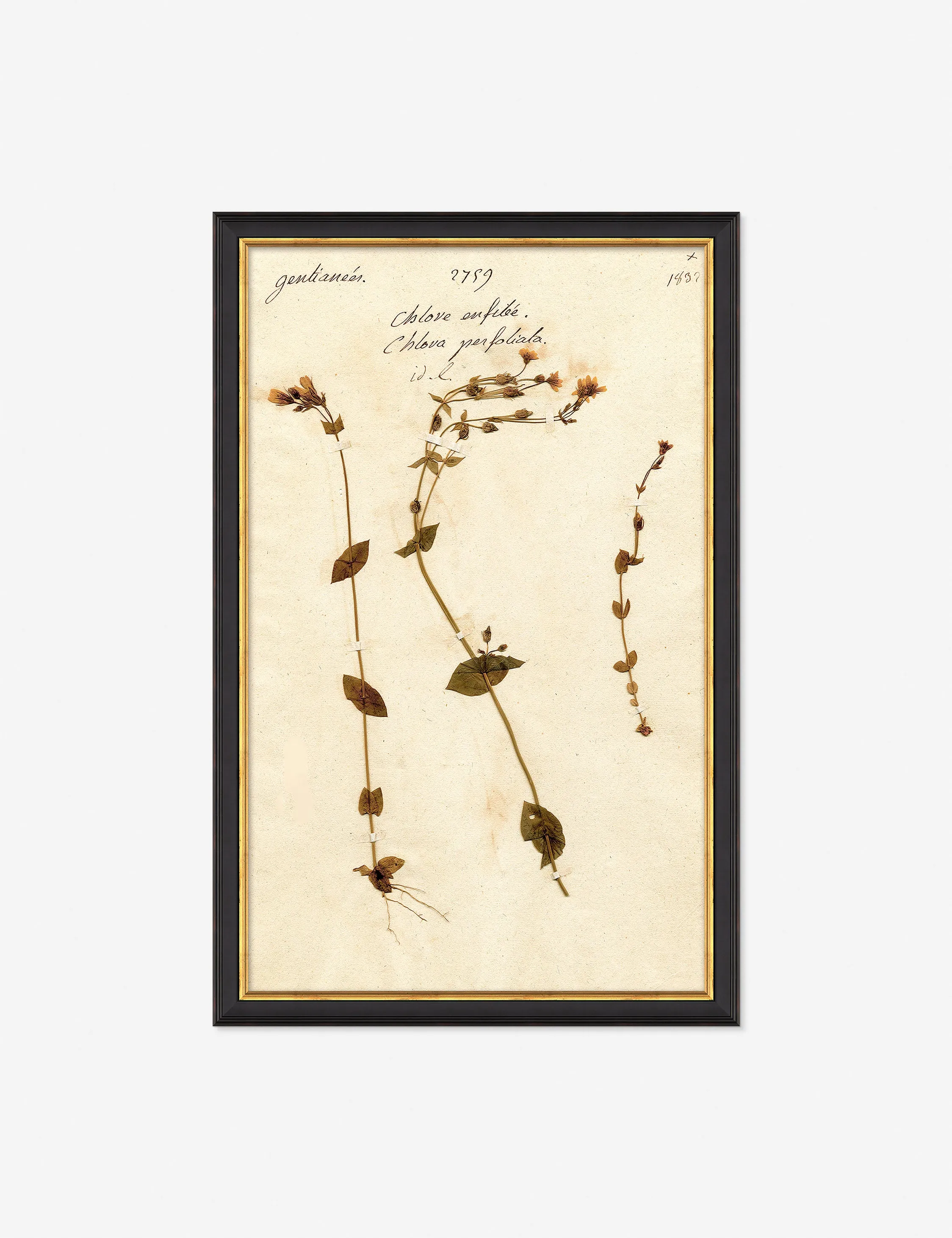 Herbarium A Wall Art Lulu and Georgia