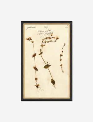 Herbarium A Wall Art Lulu and Georgia