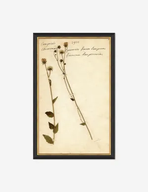 Herbarium C Wall Art Lulu and Georgia