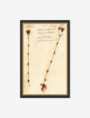 Herbarium D Wall Art Lulu and Georgia