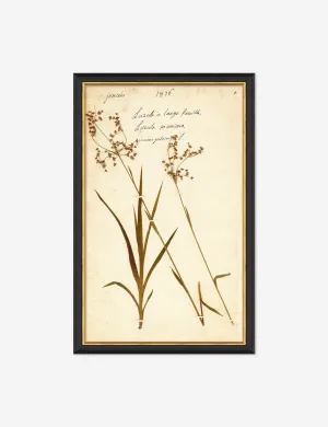 Herbarium E Wall Art Lulu and Georgia