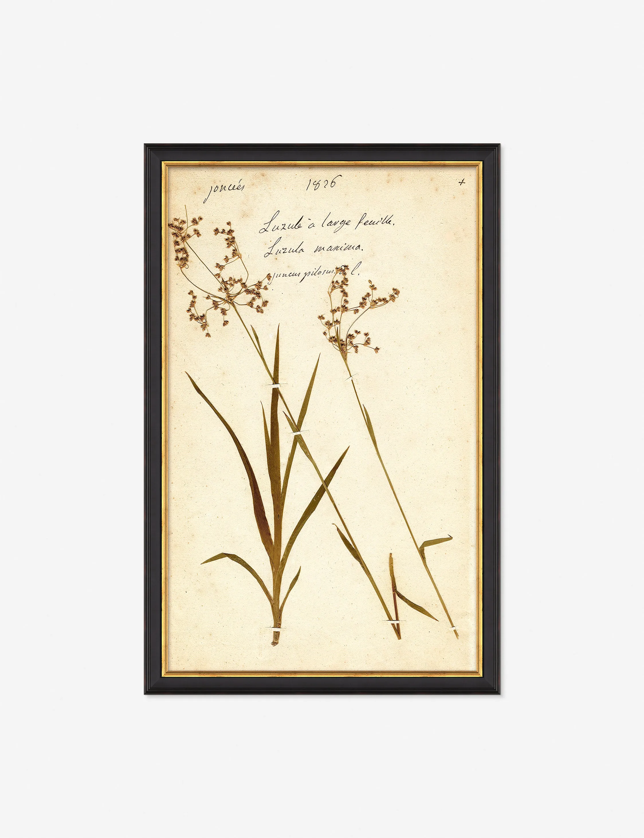 Herbarium E Wall Art Lulu and Georgia