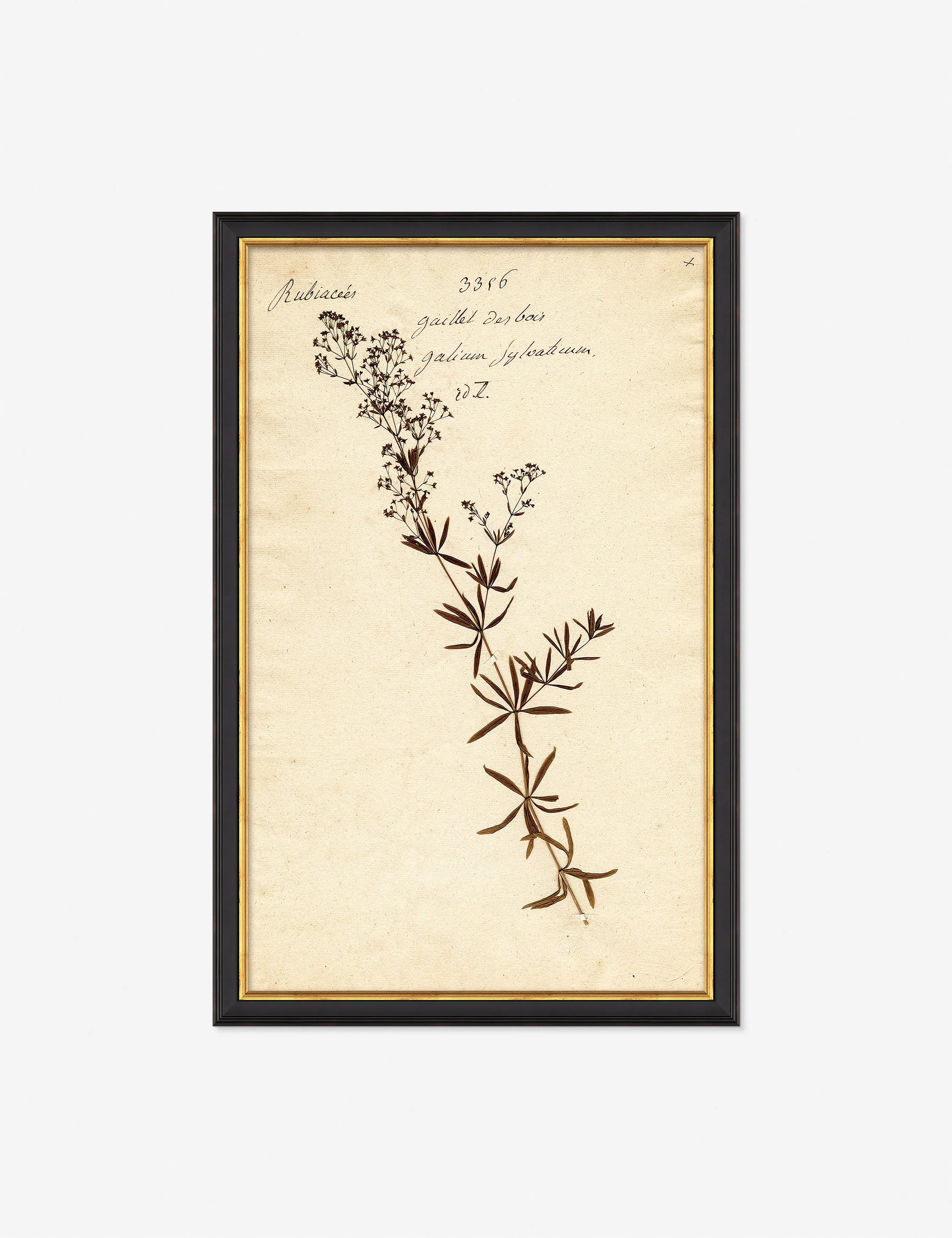 Herbarium F Wall Art Lulu and Georgia
