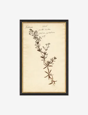 Herbarium F Wall Art Lulu and Georgia