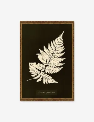 Lastrea Spinulosa Print by Anna Atkins Lulu and Georgia