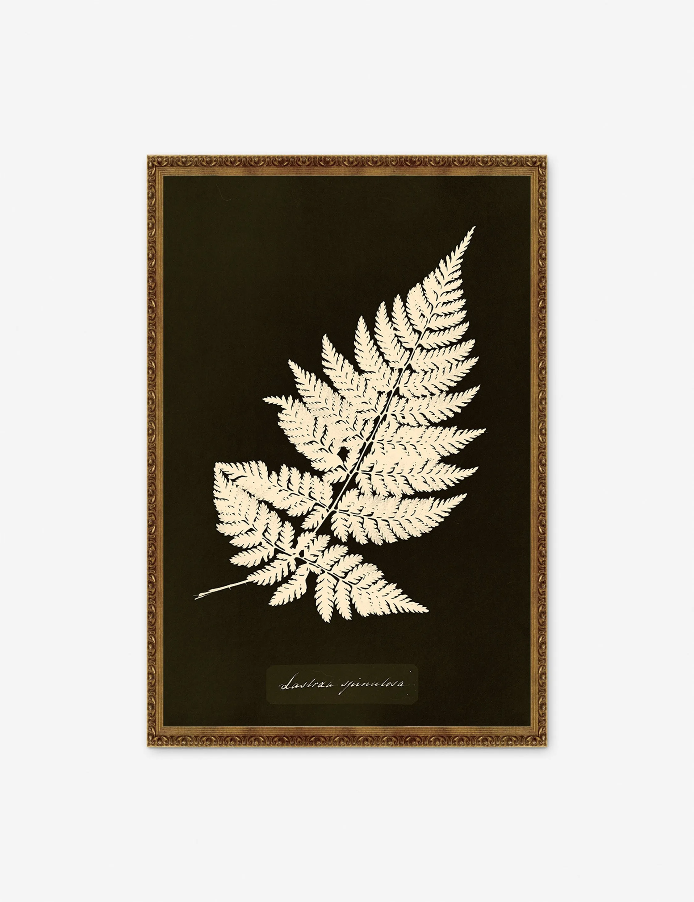 Lastrea Spinulosa Print by Anna Atkins Lulu and Georgia