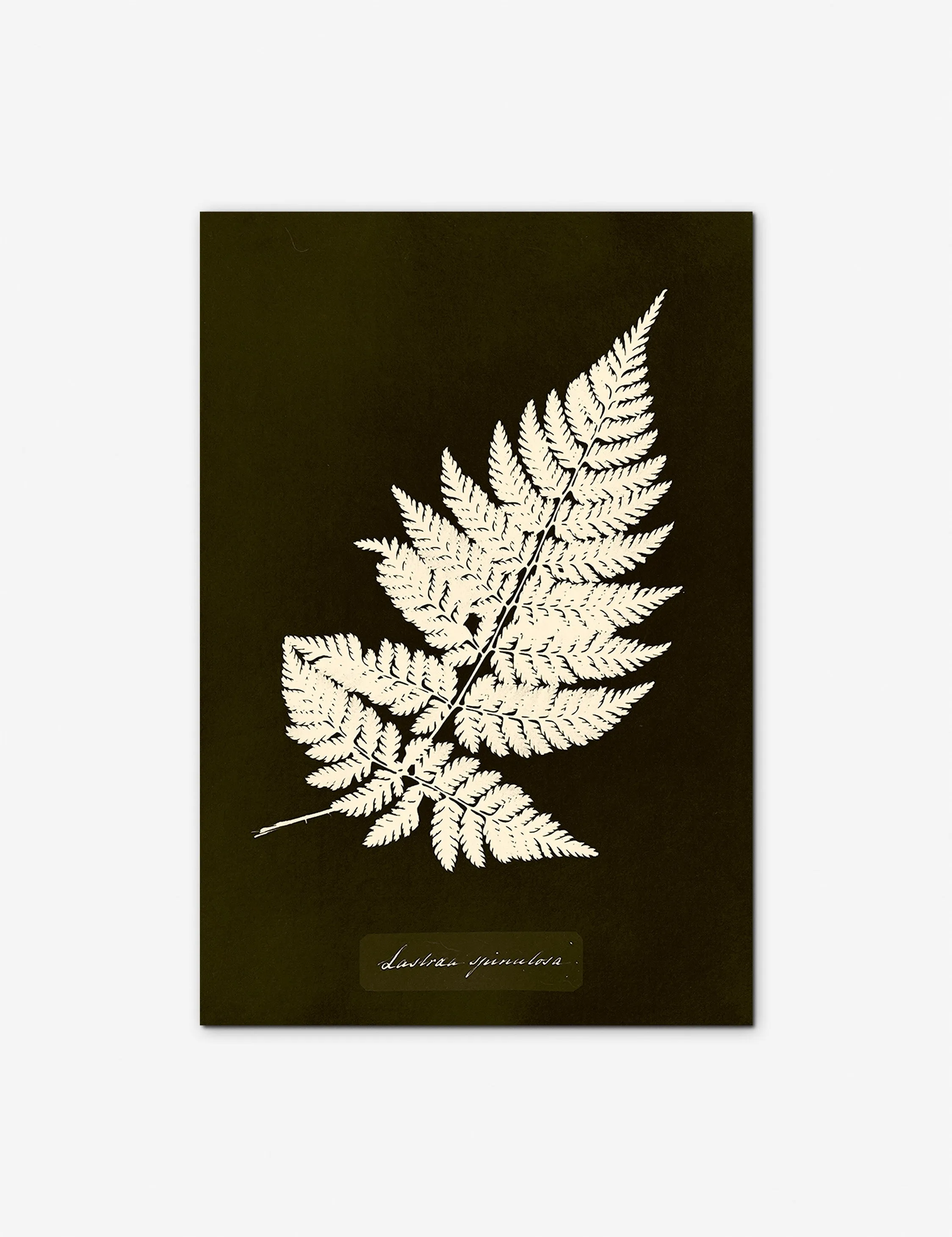Lastrea Spinulosa Print by Anna Atkins Lulu and Georgia